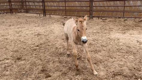 Rare przewalski horse cloned from 40 year old DNA material - Teller Report