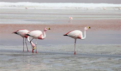 All About the Salt Marshes in Aigues-Mortes • La Comédie de Vanneau