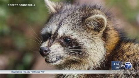 'Zombie raccoons' infected with distemper reported in Ohio - ABC7 Los Angeles