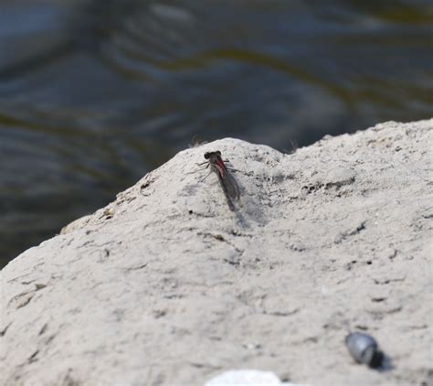 What Bronze and Green Damselfly Has Wings that Are Partly Red and ...