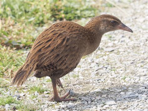 Weka - eBird