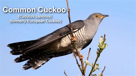 Cuckoo ~ Common Cuckoo Bird Call BIRDSONG - YouTube