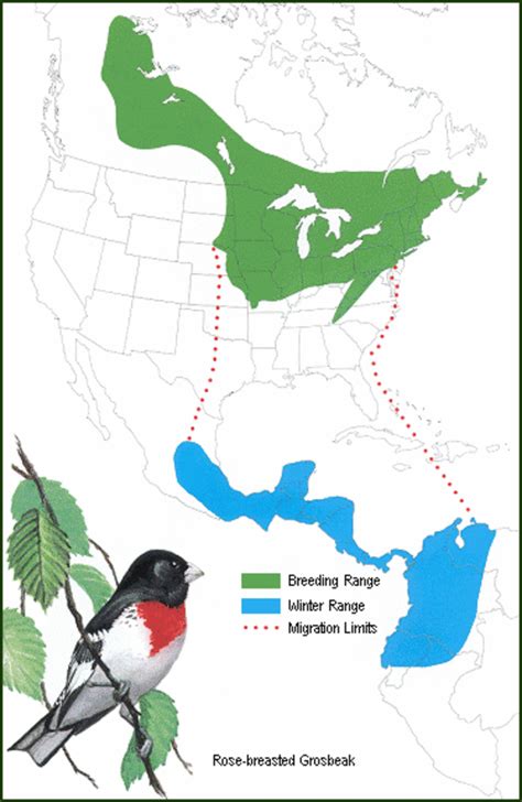 Rose-Breasted Grosbeak Facts, Pictures, and Migration | Owlcation