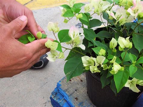 Bougainvillea Pruning Techniques