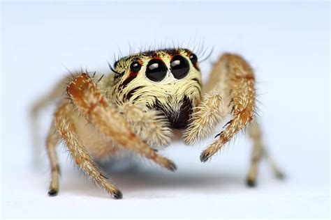 Why are jumping spiders so cute? | Jumping Spidey