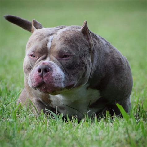 BEST OF THE TRI COLOR AMERICAN BULLY | AMAZING POCKET BULLIES | by ...