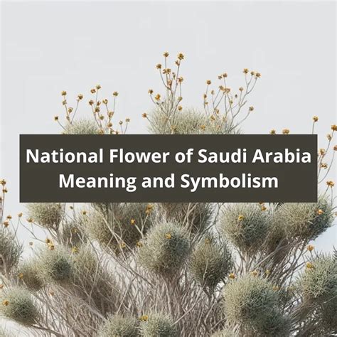 What is the national flower of Saudi Arabia, Meaning and Symbolism