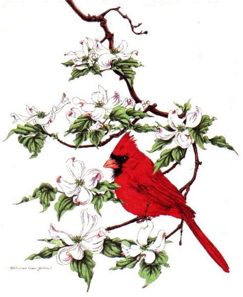 Free Virginia Cardinal Cliparts, Download Free Virginia Cardinal ...