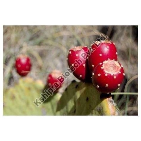 Prickly Pear Cactus Extract, Packaging Size : 1, 2, 5, 10, 25 KG, Form ...