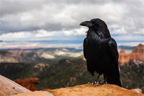 Raven As Your Native American Birth Totem - Native American Totems