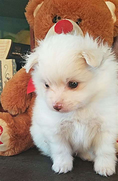 Pomeranian Puppies For Sale | Warwick, RI #257615