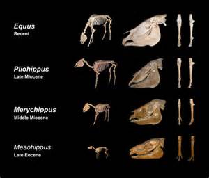 File:Equine evolution.jpg - Wikimedia Commons