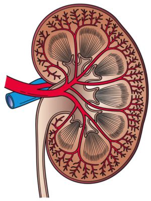 Kidney - Libre Pathology