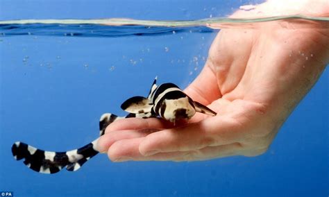 The tame baby sharks that DON'T bite the hand that feeds them | Daily ...