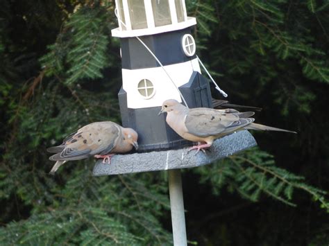 united states - Do American mourning doves only make their plaintive ...
