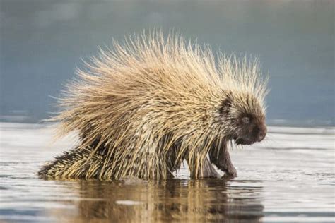 13 Porcupine Facts - Learn About This Smart, Nocturnal Animal