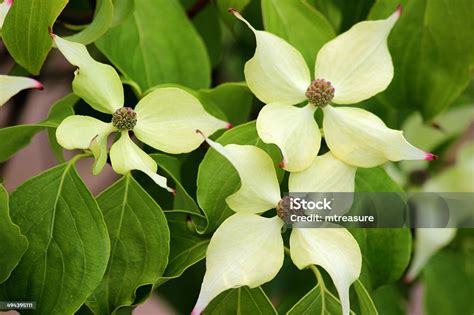 Bunga Cornus Bracts Pada Tanaman Dogwood Gambar Foto Stok - Unduh Gambar Sekarang - iStock