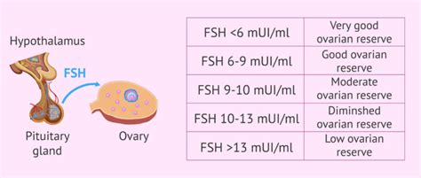 Relationship between FSH levels and ovarian reserve