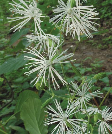 Peak-Season Perennials for the South - Fine Gardening