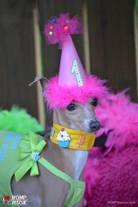 17 Italian Greyhounds Celebrating their birthday | Italian greyhound, Italian greyhound rescue ...