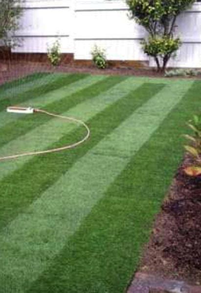 Natural Grass for Cricket Ground Manufacturer in Delhi Delhi India by Bloom Field Plantations ...