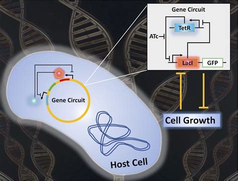 Researchers reveal new understandings of synthetic gene circuits