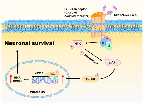 IJMS | Free Full-Text | The Emerging Role of GLP-1 Receptors in DNA ...