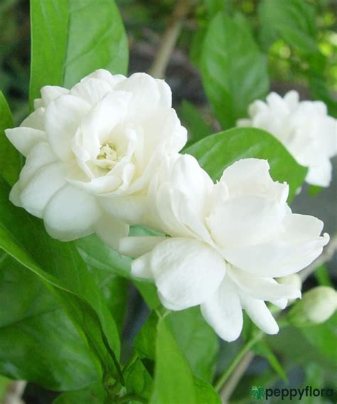 Mogra - Beli Flower - Jasminum Sambac | Jasminum sambac, Jasmine plant, Flowers