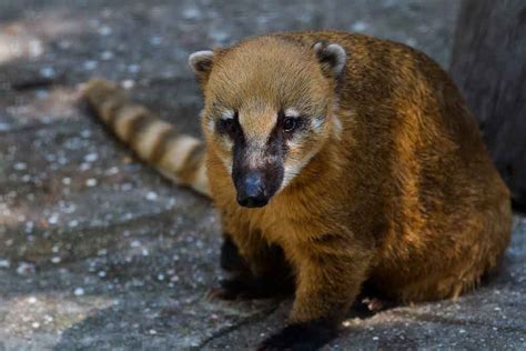 The Ultimate Guide To Caring For A Coatimundi Pet: Everything You Need ...