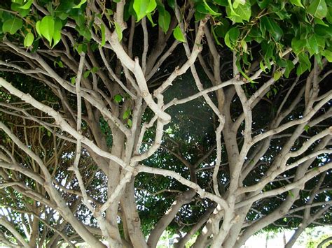 How Do Plants Organize The Orientation of Their Branches | HubPages