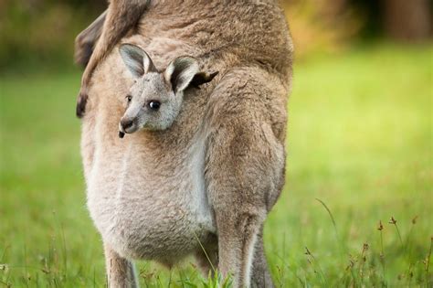 Kangaroo Reproduction: A Comprehensive Guide to Mating, Birth, and Joey Growth