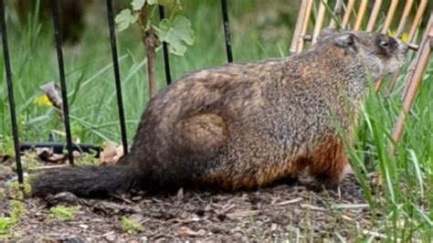 Beginner’s Guide To Groundhogs: Habitat, Diet, Behavior & More