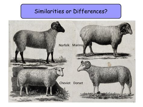 17.1a-Phenotypic-and-genotypic-variation