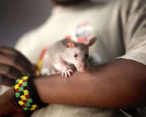 Gambian Pouched Rat - Facts, Diet, Habitat & Pictures on Animalia.bio