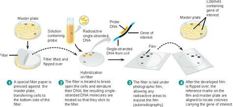 hybridization.html 20_05NucleicAcidProbe.jpg