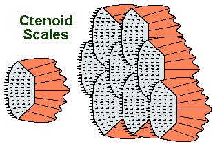 Fish Scales 101: Placoid, Ganoid & Other Types Of Scale Explained