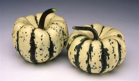 Sweet Dumpling Squash (Not Treated) | Seedway