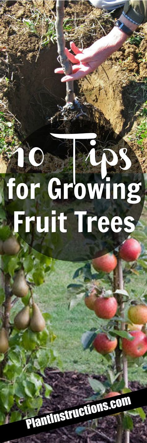 10 Tips for Growing Fruit Trees - Plant Instructions