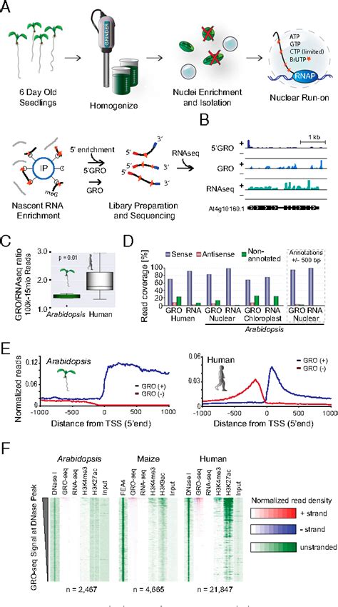 [PDF] Nascent RNA sequencing reveals distinct features in plant transcription | Semantic Scholar