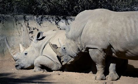 1,000+ rhinos poached in South Africa in 2013, worst year on record - latimes