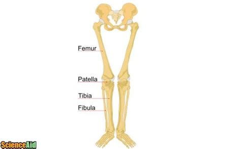 Bones of the Human Leg and Foot - ScienceAid