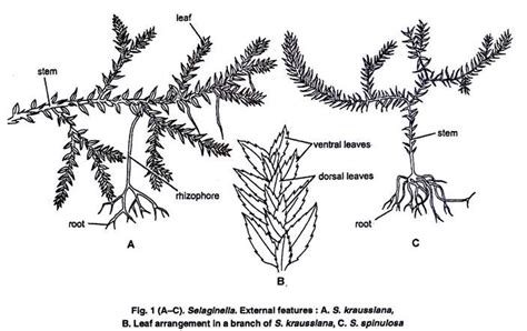 Selaginella - Study Solutions