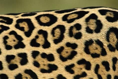 'Leopard Spots' Giclee Print - Staffan Widstrand | Art.com | Jaguar ...