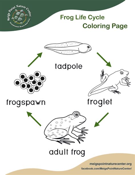 Life Cycle Of A Frog Coloring Page Free Printable Coloring Pages | Hot Sex Picture