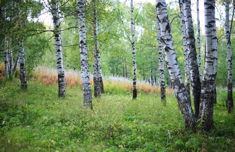 Silver Birch (Betula Pendula): Care and Growing Guide