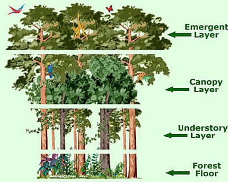 Tropical vs Temperate - RainforestDigital Picture File