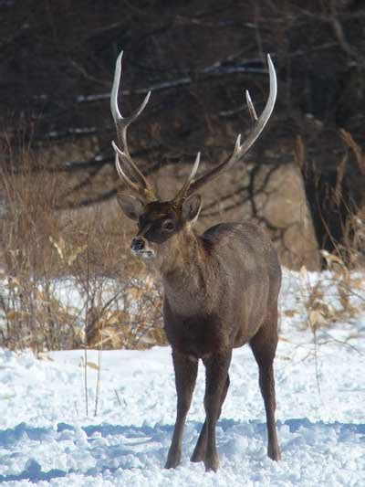 The sika deer : A fascinating species native to East Asia | Japan ...