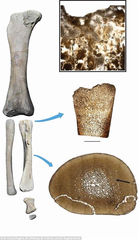 From tiny to titan: Baby dinosaur fossils reveal megagrowth | Daily Mail Online