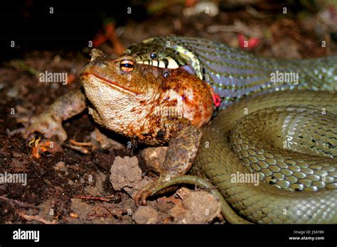 survival instinct Stock Photo - Alamy