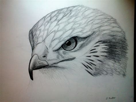 Falcon Head Drawing at PaintingValley.com | Explore collection of Falcon Head Drawing